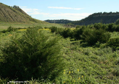 June picture of a windbreak near the remains of a homestead on the Beckman WMA Image is from the Beckman Wildlife Management Area Picture Tour.