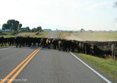 July picture of cattle on Highway 55 south of Whitehall, Montana. Image is from the Whitehall Montana Picture Tour.