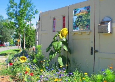 August picture of a sunflower in a private garden in Whitehall, Montana. Image is from the Whitehall Montana Picture Tour.