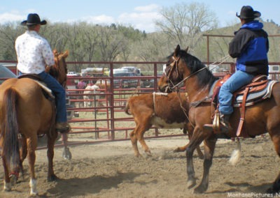 April picture of cowboys and calves at the High Forsyth School Rodeo. Image is from the Forsyth Montana Picture Tour.