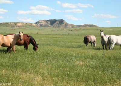 June picture of Horses near Forsyth Montana. Image is from the Forsyth Montana Picture Tour.