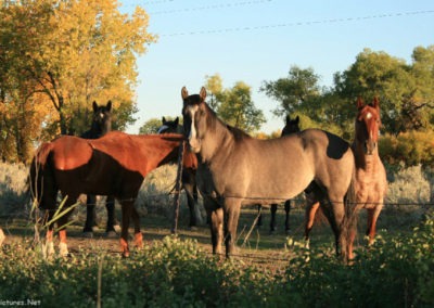 September picture of Horses standing near the Carterville Road. Image is from the Forsyth Montana Picture Tour.