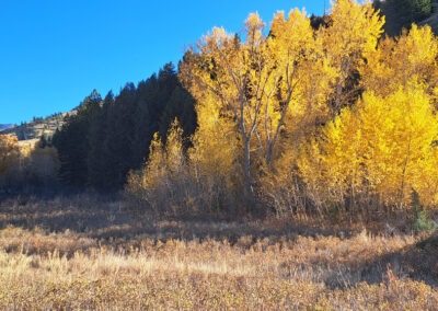 October view of brilliant golden Aspen along Cottonwood Creek in the Beartooth Wildlife Management Area north of Helena, Montana.